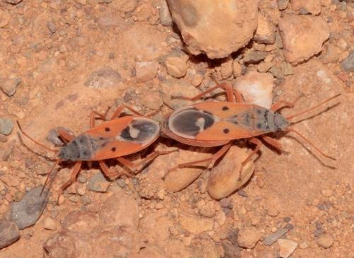 Cosmopleurus fulvipes